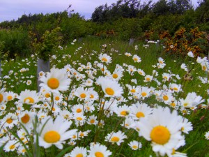 Ox-eye daisies Photo by Paul Melling