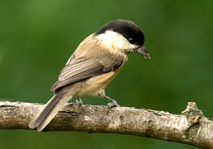 Willow Tit Photo by Su Haselton