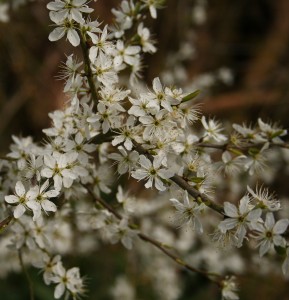 Blackthorn BlossomPhoto by Su Haselton