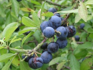 Sloes Photo by Su Haselton
