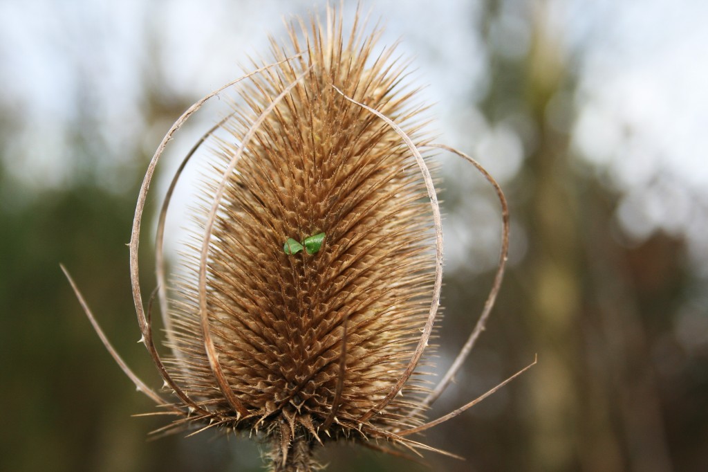 Old and New - Teasel 5 January 2013Photo by Su Haselton