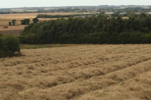 North Meadow cut for hay Photo by Su Haselton