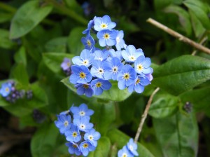 Forget Me Not Photo by Ree Payne