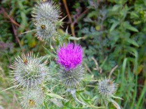 Spear Thistle Photo by Ree Payne