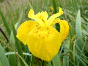 Yellow Flag Iris Photo by Ree Payne