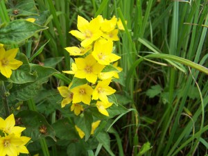 Yellow Loosestrife Photo by Ree Payne
