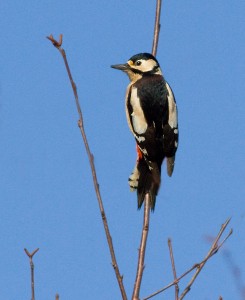 Great Spotted Woodpecker Photo by Mark Walters