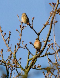 Linnets Photo by Mark Walters