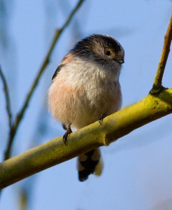 Long tailed tit Photo by Mark Walters