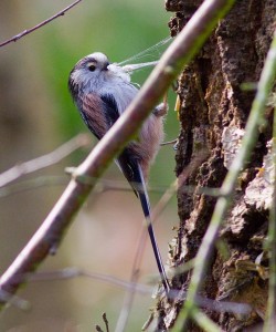 Long Tailed Tit gathering spider silk Photo by Mark Walters