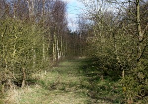 North Wood in March Sunshine Photo by Su Haselton
