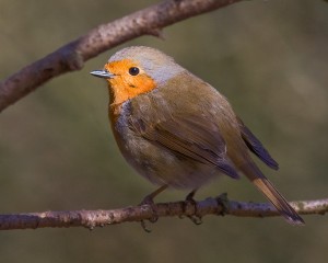 Round Robin Photo by Mark Walters