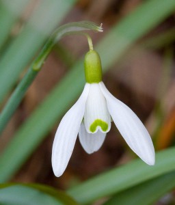 Snowdrop Photo by Mark Walters