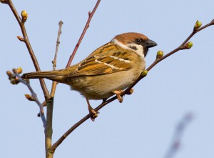 Tree Sparrow Photo by Mark Walters