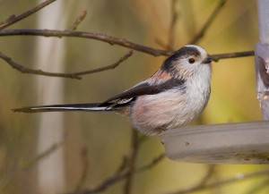 Dainty Long tailed Tit Photo by Mark Walters 