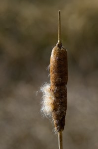Reed Mace Photo by Mark Walters