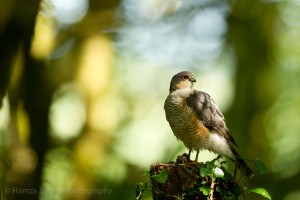 Sparrowhawk on the plucking post Photo by Hamza Yassin