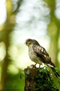 Sparrowhawk with kill Photo by Hamza Yassin
