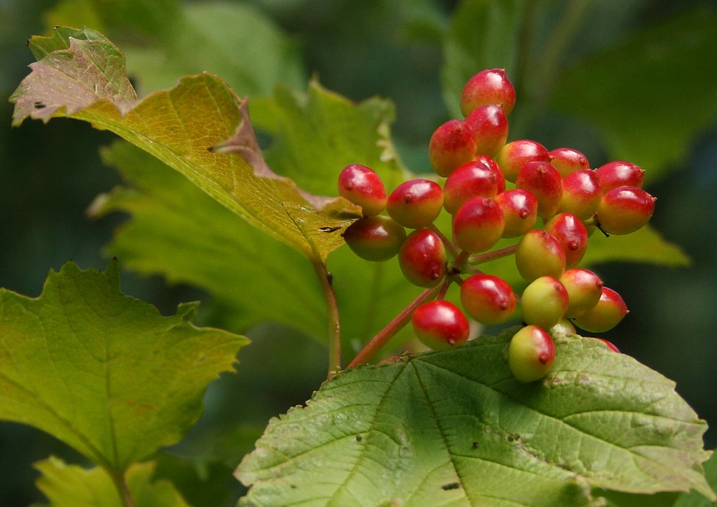 Guelder Rose Berries Photo by Su Haselton