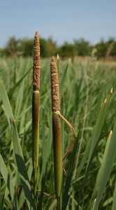 New Growth of Reed Mace Photo by Su Haselton