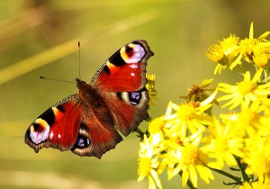 Peacock Butterfly Photo by Su Haselton 