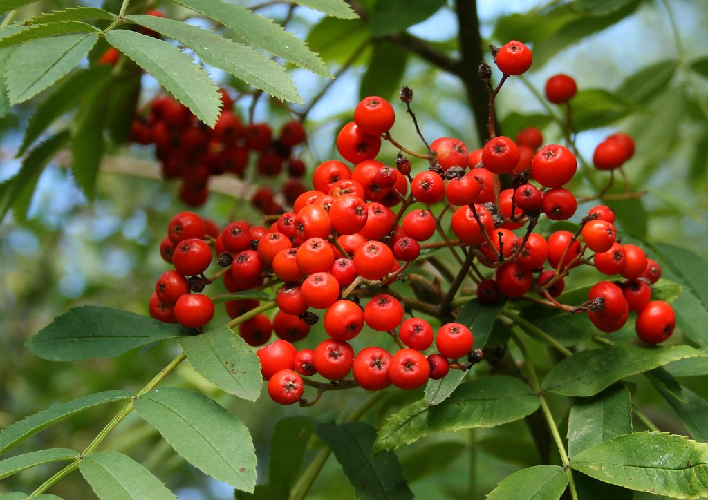 Rowan Berries Photo by Su Haselton