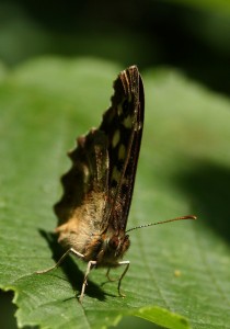 Speckled Wood Butterfly Photo by Su Haselton