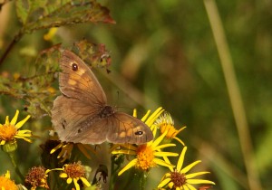 Meadow Brown Photo by Su Haselton