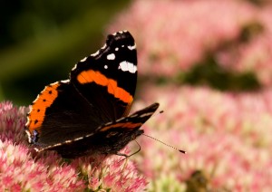 Red Admiral Photo by Su Haselton