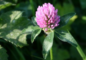 Clover Photo by Su Haselton
