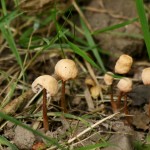 More new fungi in Cabin Wood Photo by Su Haselton
