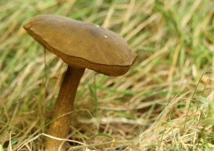 New fungi appear Photo by Su Haselton