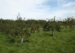 Part of the Orchard Photo by Su Haselton