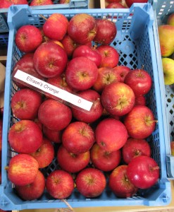 Tempting tray of hand-picked Ellison's Orange Apples Photo by Tim Izzett