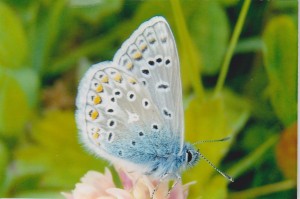 Common Blue butterfly Photo by Paul Melling