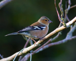 Male Chaffinch Photo By Mark Walters