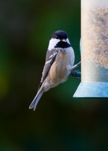 Coal Tit Photo By Mark Walters