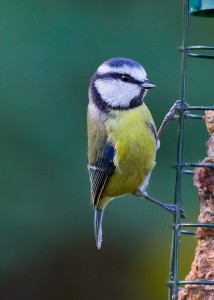 Blue Tit Photo By Mark Walters