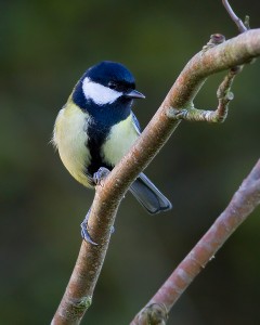 Great Tit Photo By Mark Walters