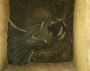 Great Tit on Nest Photo by Su Haselton