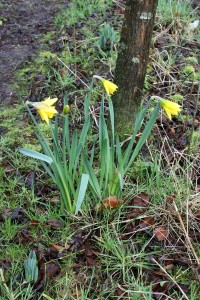 Early Daffodils Photo by Su Haselton 