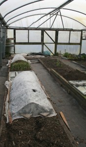 New raised beds in Polytunnel Photo by Su Haselton 