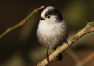 Long-Tailed Tit Photo by Su Haselton