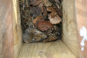 Wood Mouse Photo by Su Haselton