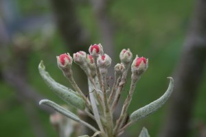 Apple Blossom Buds Photo by Su Haselton