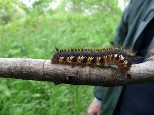 The Drinker caterpillar Photo by Liz Brotherstone