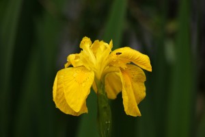 Yellow Flag Iris Photo by Su Haselton