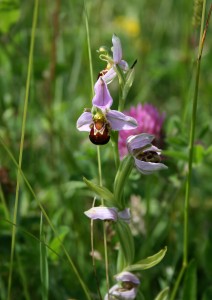 Bee Orchid Photo by Su Haselton