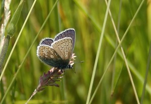 Common Blue Butterfly Photo by Su Haselton