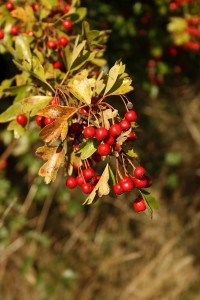 Hawthorn Berries August 2014 Photo by Su Haselton